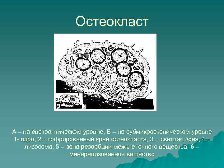 Остеокласт А – на светооптическом уровне; Б – на субмикроскопическом уровне 1 - ядро,