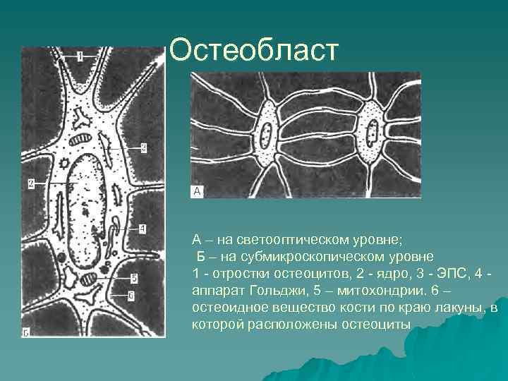 Остеобласт А – на светооптическом уровне; Б – на субмикроскопическом уровне 1 - отростки