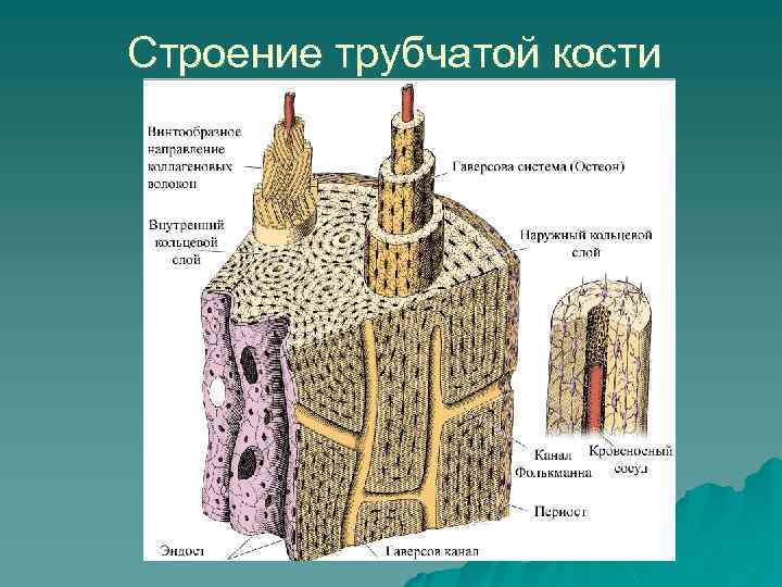 Строение трубчатой кости 