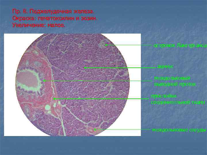 Пр. 8. Поджелудочная железа. Окраска: гематоксилин и эозин. Увеличение: малое. островок Лангерганса ацинус междольковый