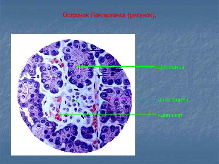 Островок Лангерганса (рисунок). ациноциты инсулоциты капилляр 