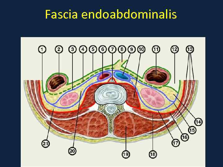 Fascia endoabdominalis 