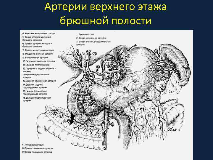 Верхний этаж брюшной полости