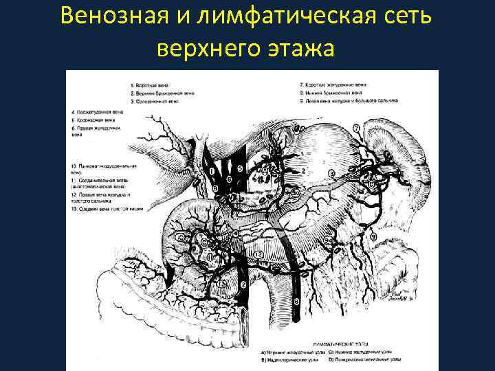 Венозная и лимфатическая сеть верхнего этажа 