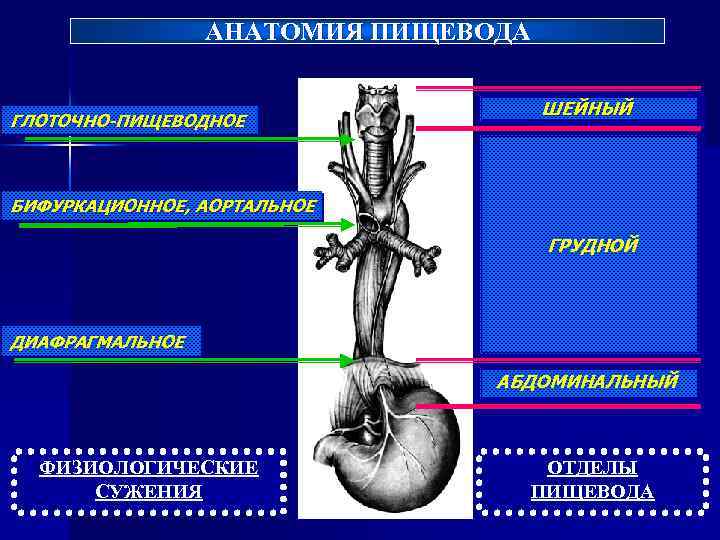 АНАТОМИЯ ПИЩЕВОДА ГЛОТОЧНО-ПИЩЕВОДНОЕ ШЕЙНЫЙ БИФУРКАЦИОННОЕ, АОРТАЛЬНОЕ ГРУДНОЙ ДИАФРАГМАЛЬНОЕ АБДОМИНАЛЬНЫЙ ФИЗИОЛОГИЧЕСКИЕ СУЖЕНИЯ ОТДЕЛЫ ПИЩЕВОДА 