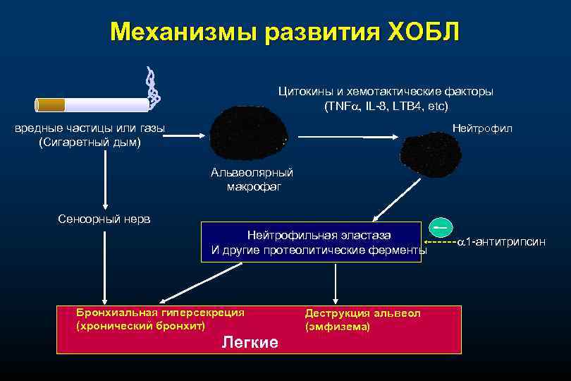 Механизмы развития ХОБЛ Цитокины и хемотактические факторы (TNF , IL-8, LTB 4, etc) вредные