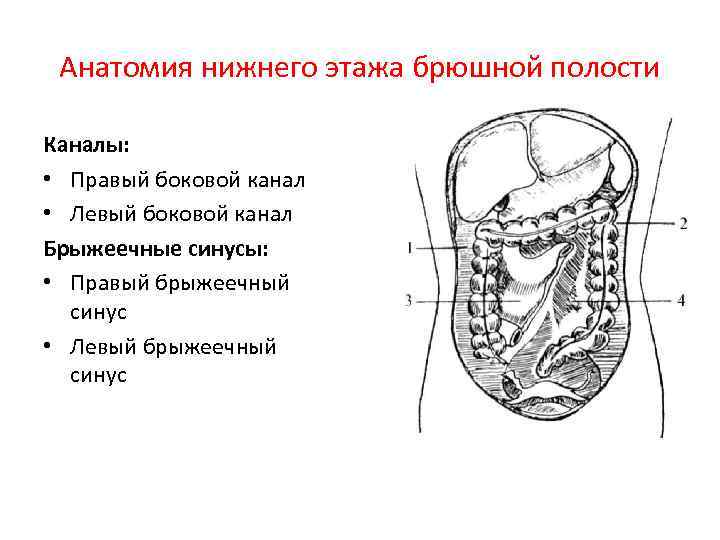 Анатомия нижнего этажа брюшной полости Каналы: • Правый боковой канал • Левый боковой канал