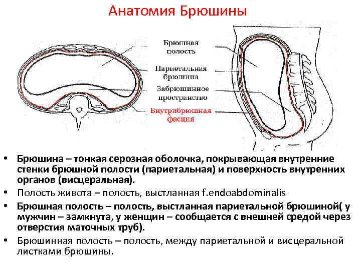 Анатомия Брюшины • Брюшина – тонкая серозная оболочка, покрывающая внутренние стенки брюшной полости (париетальная)