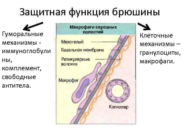 Защитная функция брюшины Гуморальные механизмы иммуноглобули ны, комплемент, свободные антитела. Клеточные механизмы – гранулоциты,