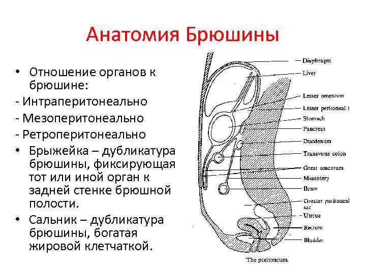 Анатомия Брюшины • Отношение органов к брюшине: Интраперитонеально Мезоперитонеально Ретроперитонеально • Брыжейка – дубликатура