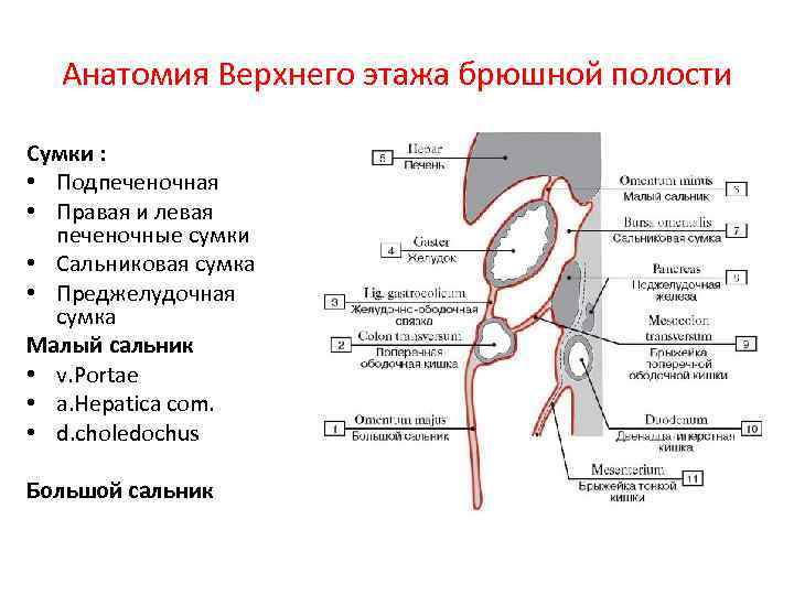 Анатомия Верхнего этажа брюшной полости Сумки : • Подпеченочная • Правая и левая печеночные