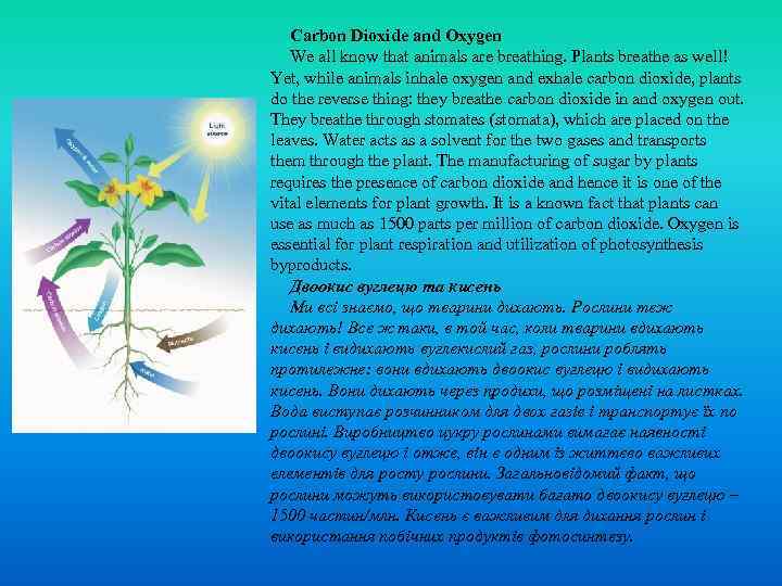 Carbon Dioxide and Oxygen We all know that animals are breathing. Plants breathe as