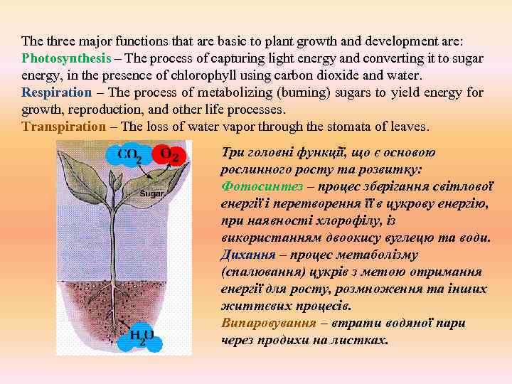 The three major functions that are basic to plant growth and development are: Photosynthesis