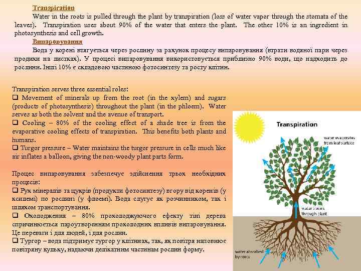 Transpiration Water in the roots is pulled through the plant by transpiration (loss of