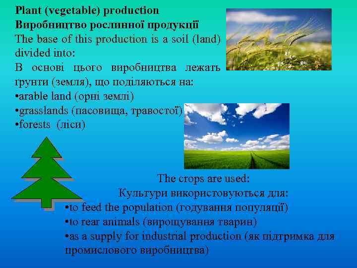 Plant (vegetable) production Виробництво рослинної продукції The base of this production is a soil