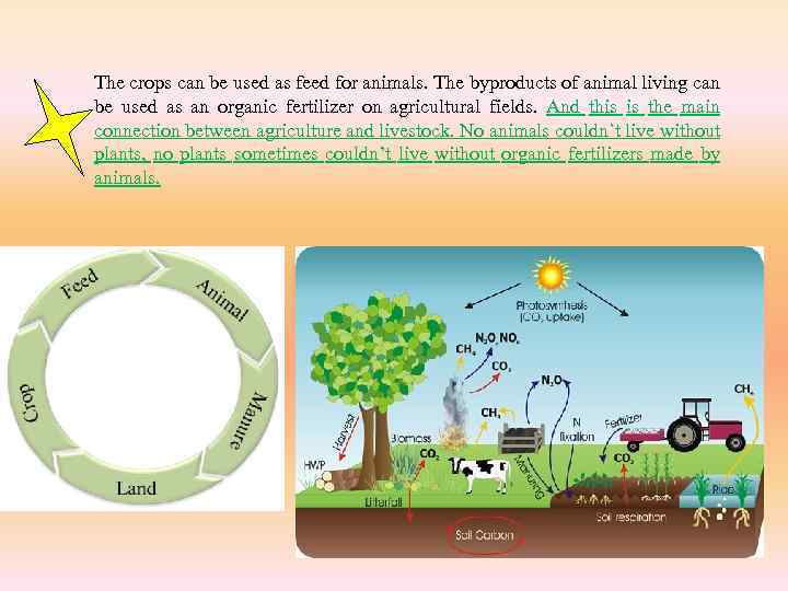 The crops can be used as feed for animals. The byproducts of animal living