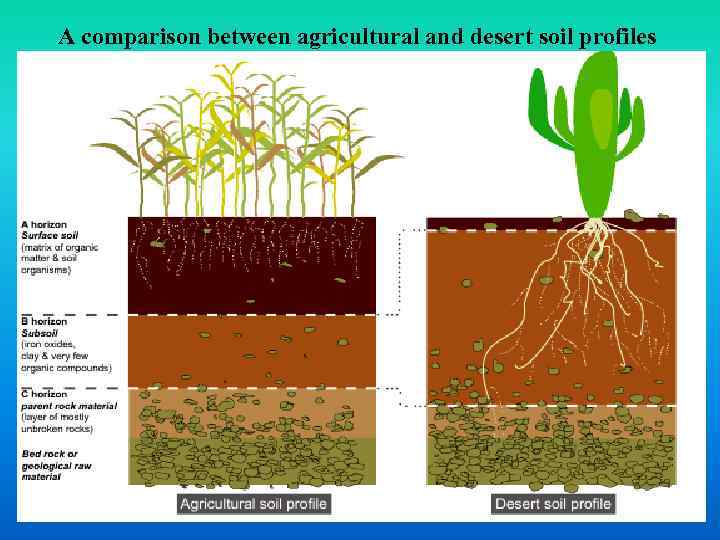 A comparison between agricultural and desert soil profiles 