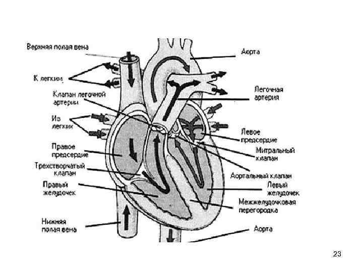 Внутреннее строение сердца рисунок с подписями