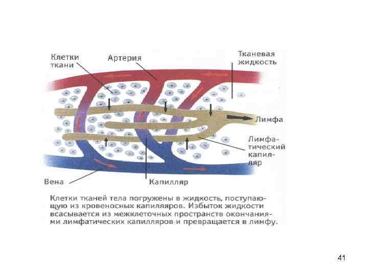 Рассмотрите схему внутренней среды организма выходящая из крови жидкость становится частью