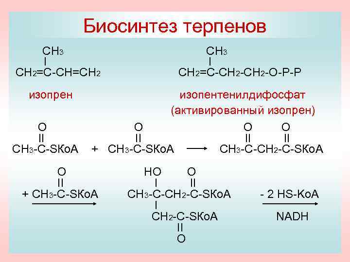 Биосинтез терпенов СН 3 I СН 2=С-СН=СН 2 изопрен O II СН 3 -С-SКo.