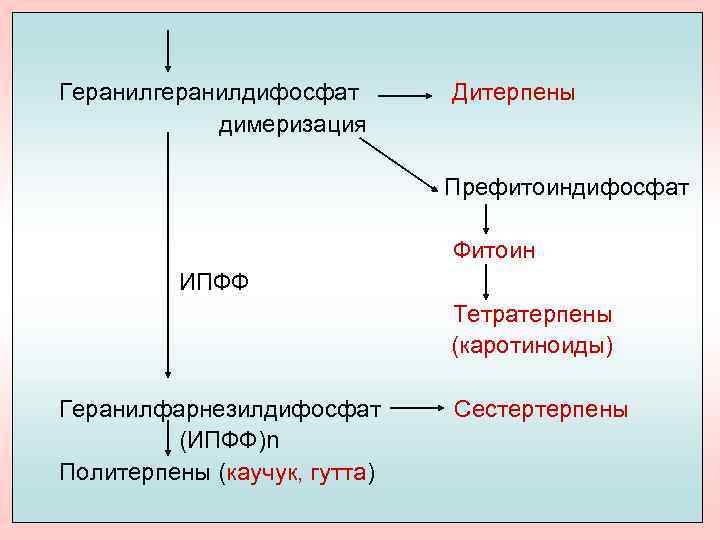 Геранилгеранилдифосфат димеризация Дитерпены Префитоиндифосфат Фитоин ИПФФ Тетратерпены (каротиноиды) Геранилфарнезилдифосфат (ИПФФ)n Политерпены (каучук, гутта) Сестертерпены
