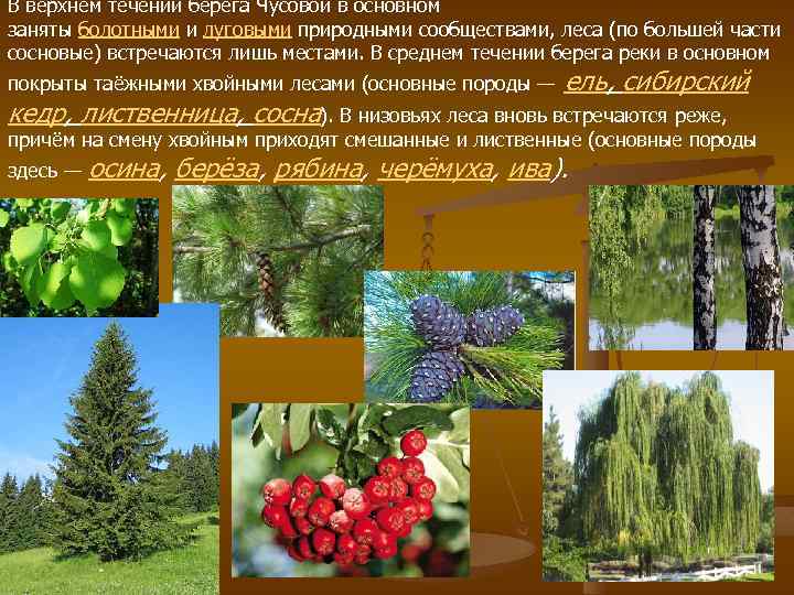 В верхнем течении берега Чусовой в основном заняты болотными и луговыми природными сообществами, леса