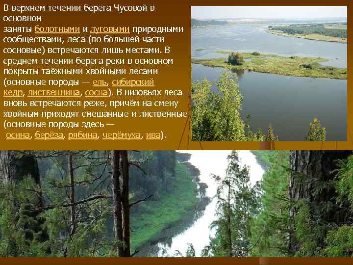 В верхнем течении берега Чусовой в основном заняты болотными и луговыми природными сообществами, леса