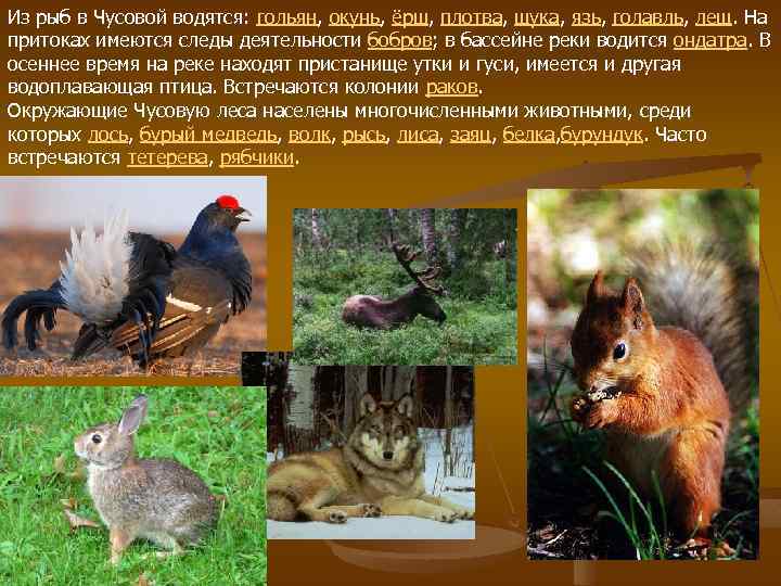 Из рыб в Чусовой водятся: гольян, окунь, ёрш, плотва, щука, язь, голавль, лещ. На