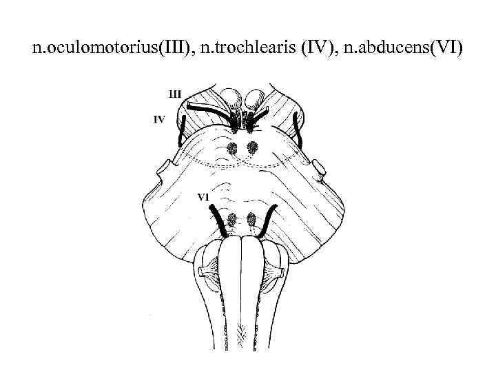 n. oculomotorius(III), n. trochlearis (IV), n. abducens(VI) 