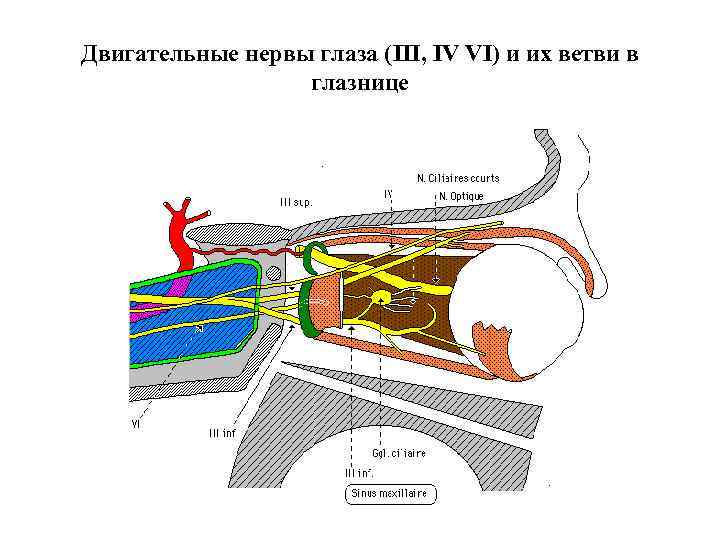 Двигательные нервы глаза (III, IV VI) и их ветви в глазнице 