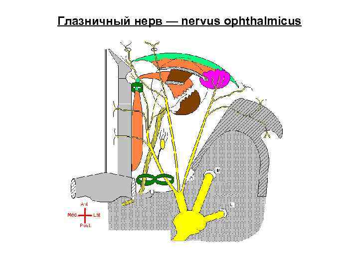 Глазничный нерв — nervus ophthalmicus 