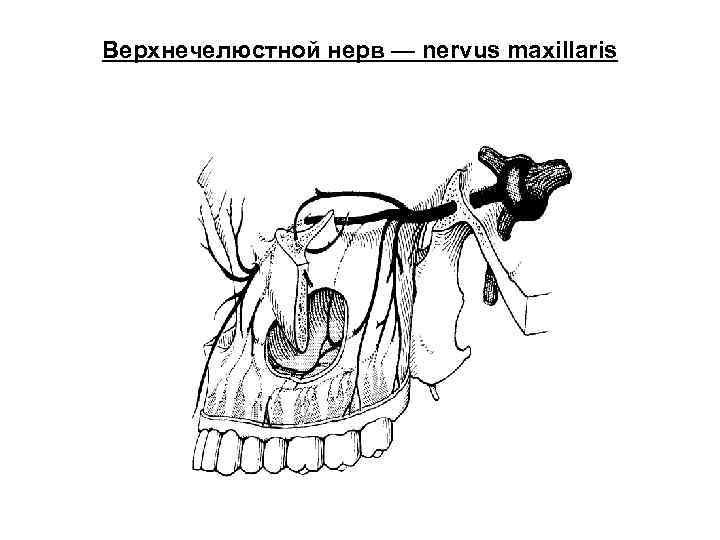 Верхнечелюстной нерв — nervus maxillaris 