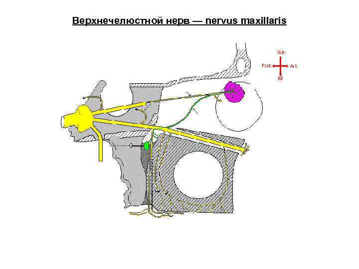 Верхнечелюстной нерв — nervus maxillaris 