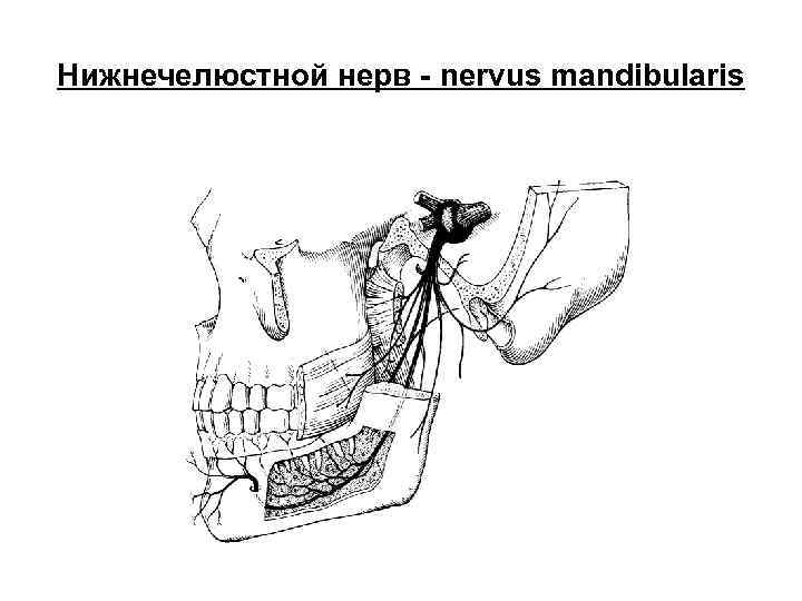 Нижнечелюстной нерв - nervus mandibularis 