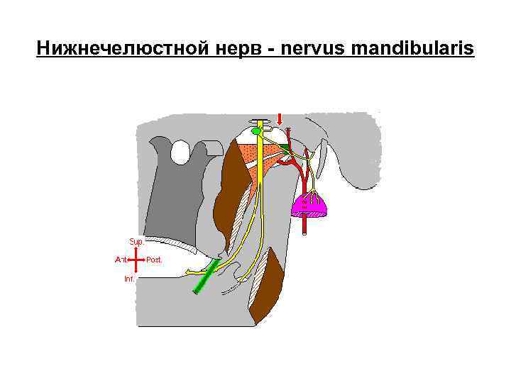 Нижнечелюстной нерв - nervus mandibularis 