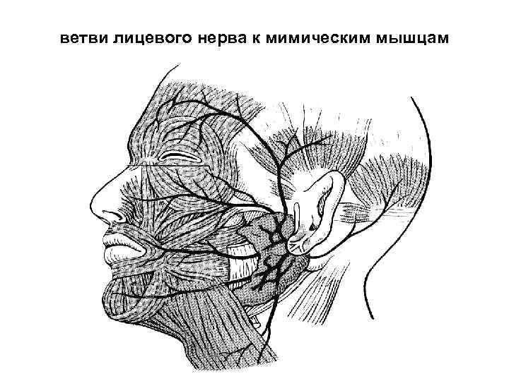 ветви лицевого нерва к мимическим мышцам 