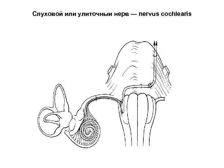 Слуховой или улиточныи нерв — nervus сochlearis 