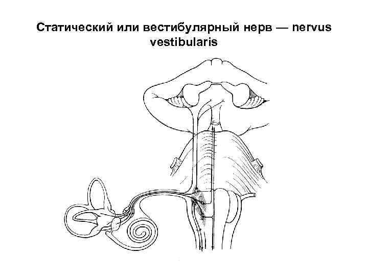 Статический или вестибулярный нерв — nervus vestibularis 