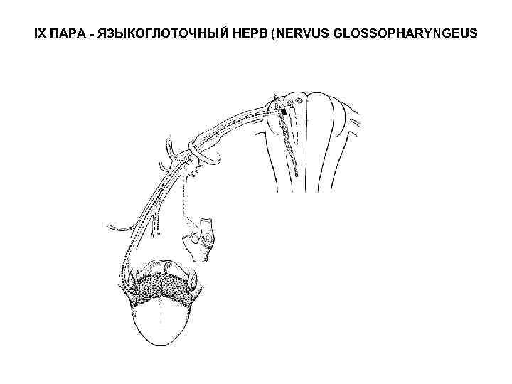 IX ПАРА - ЯЗЫКОГЛОТОЧНЫЙ НЕРВ (NERVUS GLOSSOPHARYNGEUS 