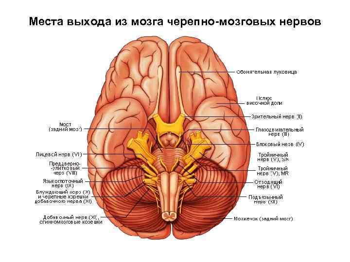Места выхода из мозга черепно-мозговых нервов 