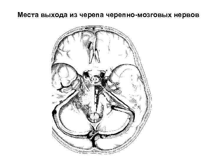Места выхода из черепа черепно-мозговых нервов 