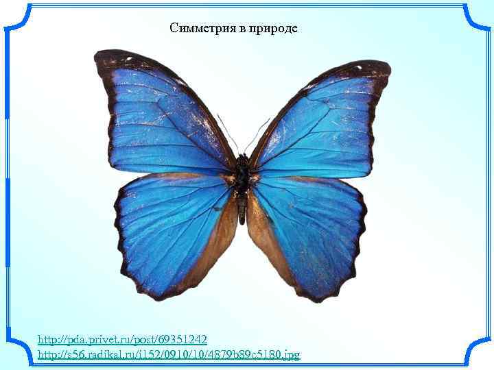 Симметрия в природе http: //pda. privet. ru/post/69351242 http: //s 56. radikal. ru/i 152/0910/10/4879 b