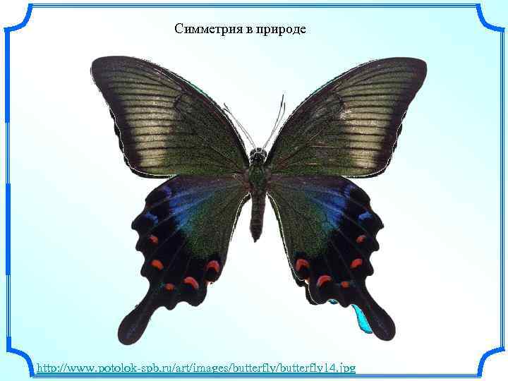 Симметрия в природе http: //www. potolok-spb. ru/art/images/butterfly 14. jpg 