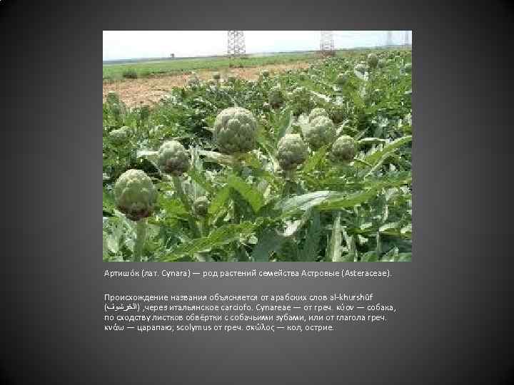 Артишо к (лат. Cynara) — род растений семейства Астровые (Asteraceae). Происхождение названия объясняется от