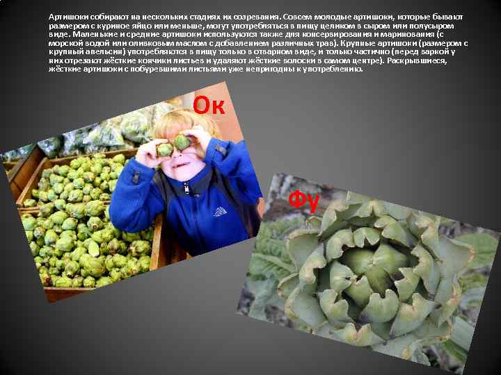 Артишоки собирают на нескольких стадиях их созревания. Совсем молодые артишоки, которые бывают размером с