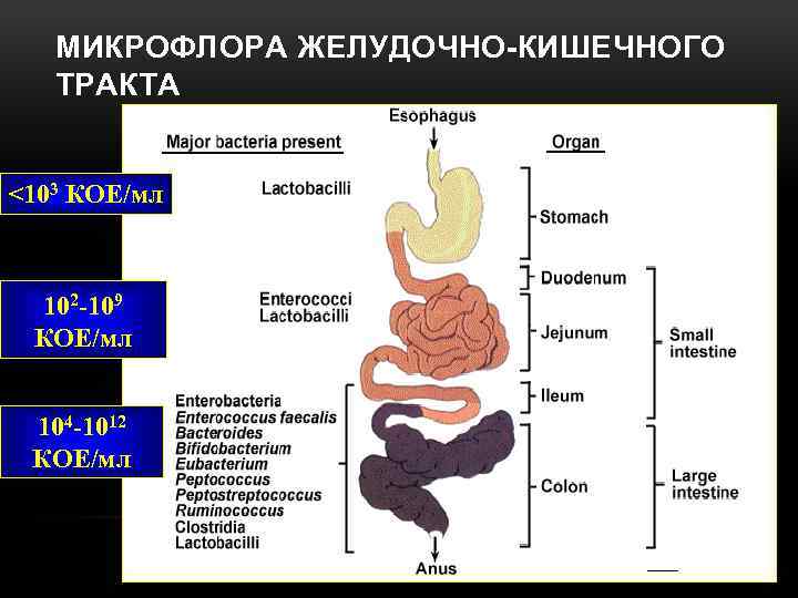 МИКРОФЛОРА ЖЕЛУДОЧНО-КИШЕЧНОГО ТРАКТА <103 КОЕ/мл 102 -109 КОЕ/мл 104 -1012 КОЕ/мл 