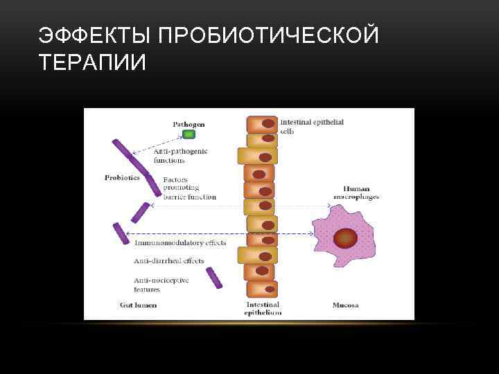 ЭФФЕКТЫ ПРОБИОТИЧЕСКОЙ ТЕРАПИИ 