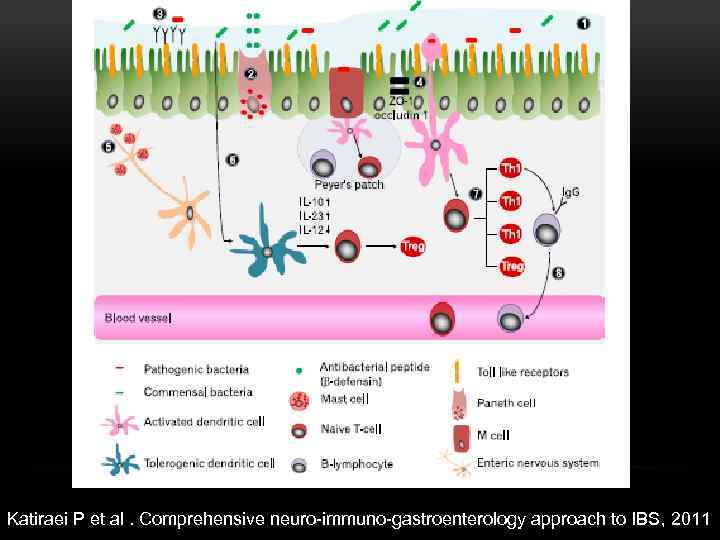 Katiraei P et al. Comprehensive neuro-immuno-gastroenterology approach to IBS, 2011 