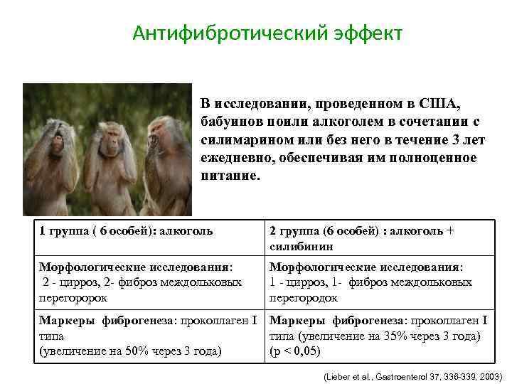 Антифибротический эффект В исследовании, проведенном в США, бабуинов поили алкоголем в сочетании с силимарином