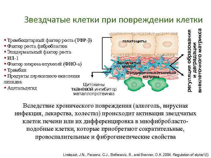 § Тромбоцитарный фактор роста (ТФР-β) гепатоциты § Фактор роста фибробластов § Эпидермальный фактор роста